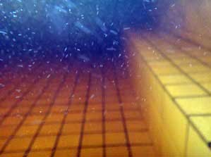 お湯はオーバーフローで廃湯専用の排水溝から排出 浴槽水中写真　泡が浮遊している